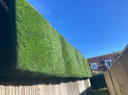 Pruning & Tree Care