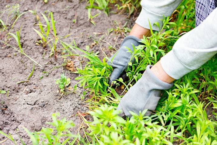 Garden Maintenance